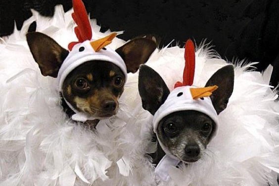 Haute Dog Costume Contest