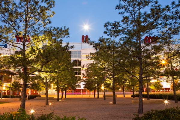Trees at Discovery Green