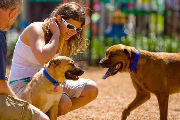 Dog Runs